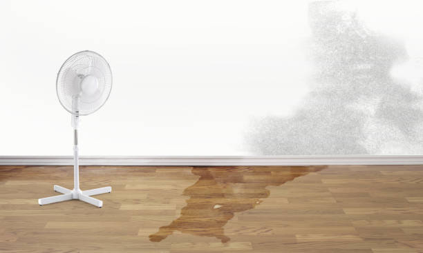 Best Water damage mitigation services  in Jackson, OH