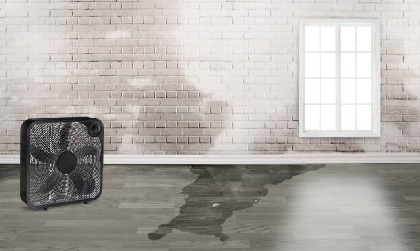 Best Water damage restoration specialists  in Jackson, OH